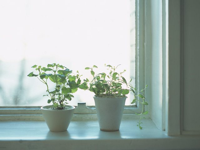 窓際に置かれた観葉植物