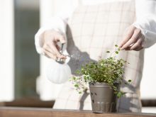 観葉植物のお手入れ